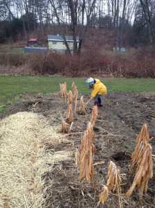 Garden spring cleaning