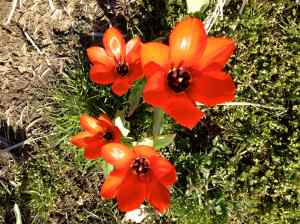 Journey North tulips