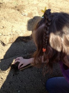 planting sugar snaps