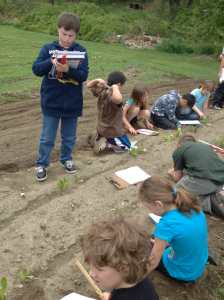 recording data lettuce growth