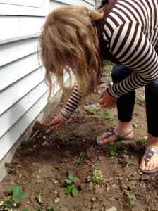 creating a strawberry bed