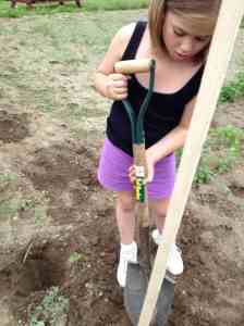 digging tomato stakes