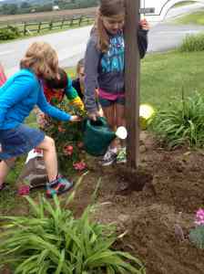 Grade 4 plantng donated rose bushes