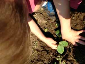 K hands planting squash