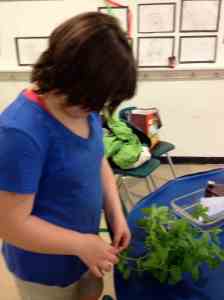 mint leaves for brownies