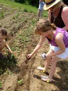 Planting basil grade 4