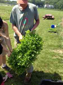 Planting celery gr 5