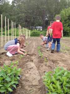 planting peppers in teams
