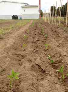stakes in peppers planted