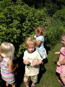  picking raspberries