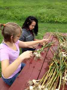 braiding garlic