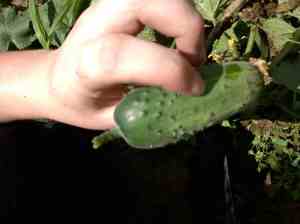 full sized cuke discovered