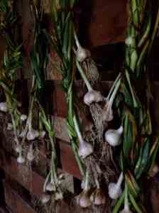 Garlic drying in a neighbor's barn