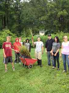 crew harvests garlic