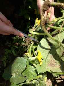 tiny new cucumber spotted