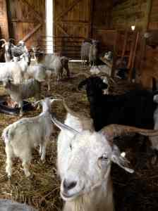 Who else is in the garlic barn?