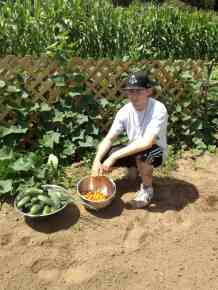 David's Tomato and Cuke Harvest