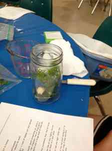 Dill head and Garlic in Jars