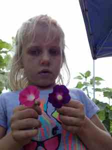 morning glories in the garden