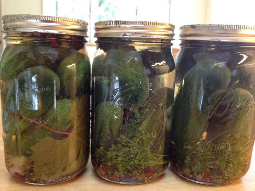 Pickles Ready for Curing
