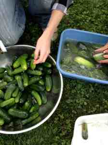 Scrubbing Cukes