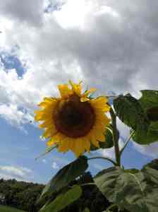 sunflower closeup