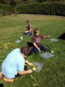 6th grade celery harvest