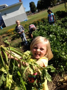ASP celery harvest
