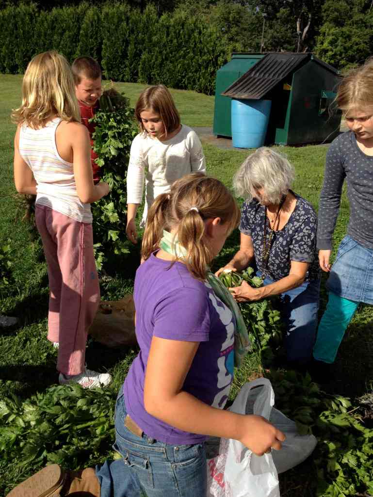 Bagging hte washed celery