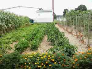 Celery, tomatoes, peppers and marigolds.