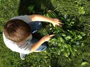 cutting off celery tops