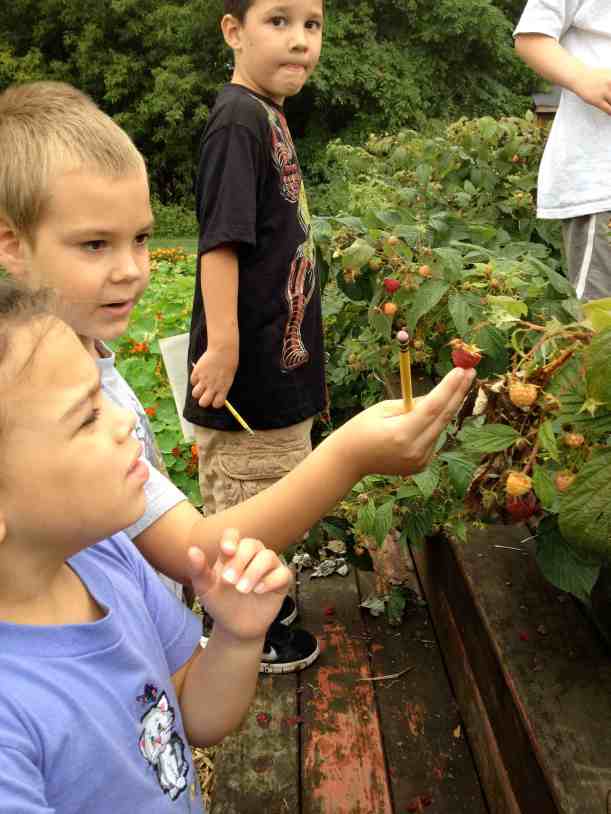 discovering raspberries