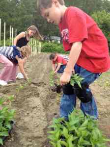 pepper planters in June