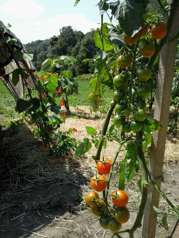 Ripening Sungolds