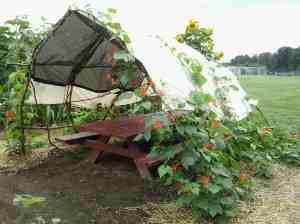 Sade shelter with scarlet runner beans.