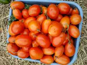 Tomato harvest Aug