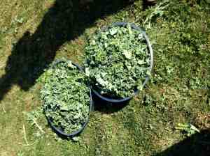 bowls of torn kale