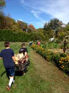bringing in the corn to dry