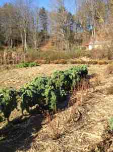 Kale still growing oct.