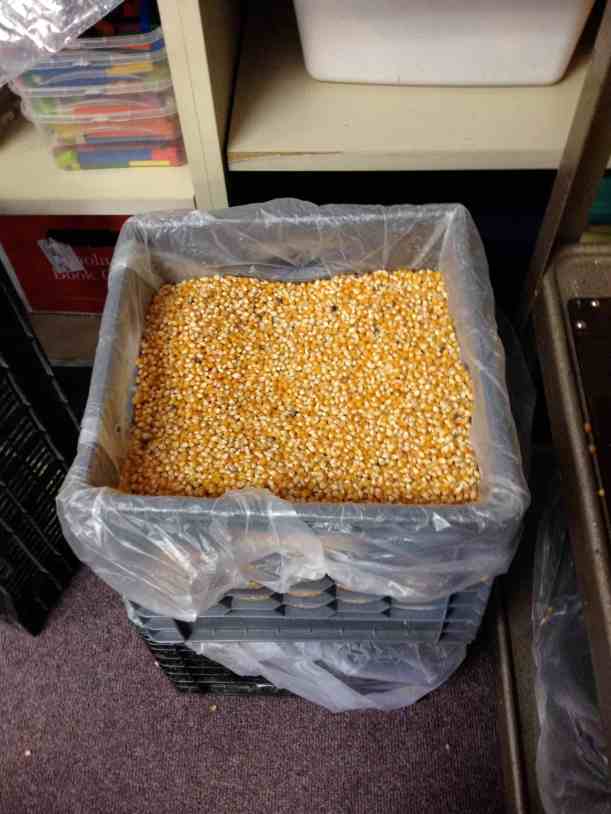 2013 Popcorn Harvest