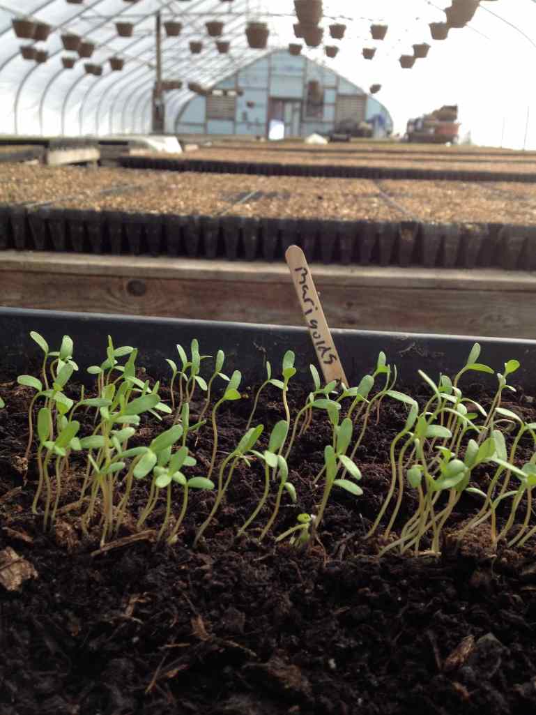 Marigolds to Greenhouse