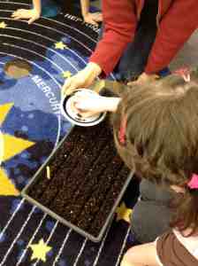 Planting basil seeds