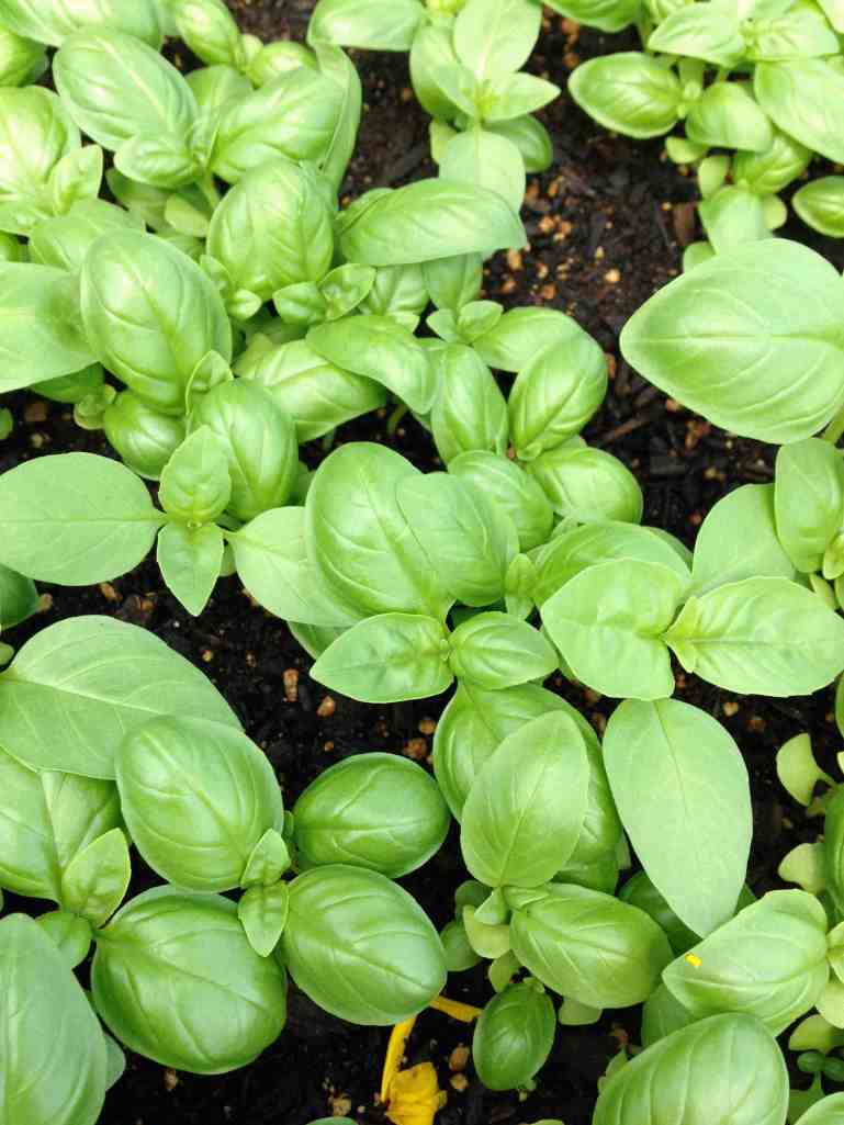 greenhouse basil closeup