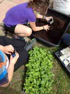 transplanting basil