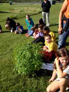 1st and 6th plant tomatoes