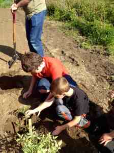6th and 1st tomato planting