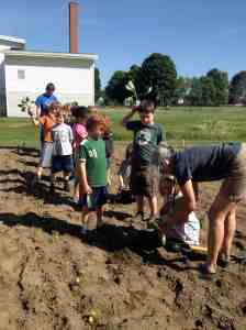 ASP planting cabbage