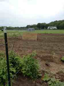 Early June view of the garden