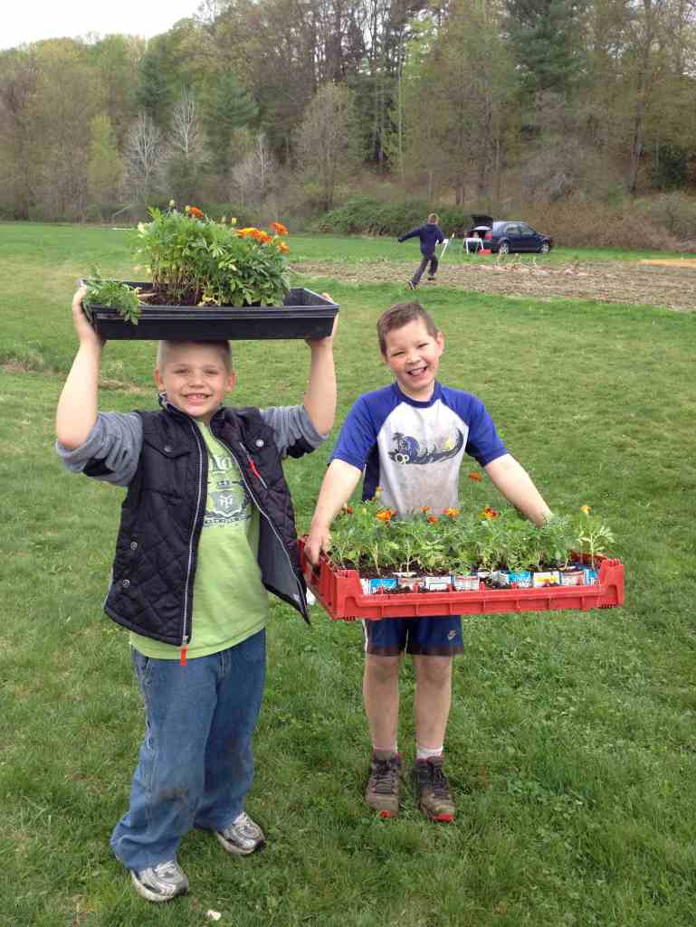 Happy marigold transplanters