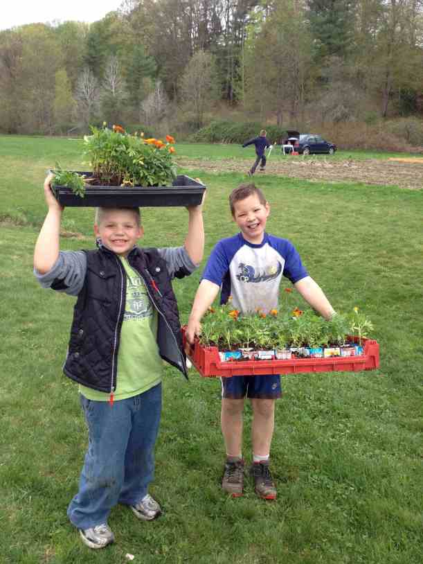 Happy marigold transplanters